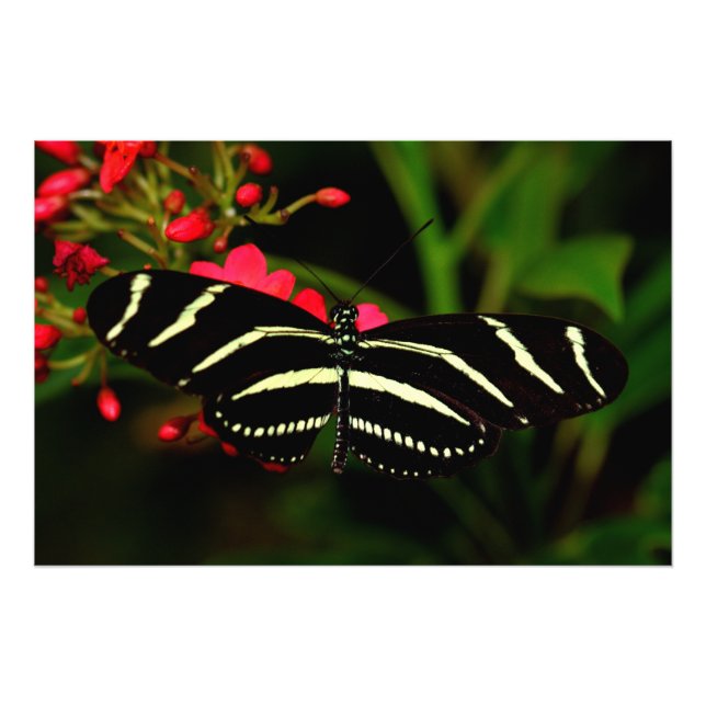Zebra Long Wing auf Blume Fotodruck (Vorne)