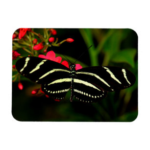 Zebra Long Wing auf Blume Magnet