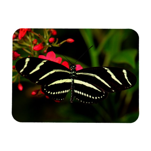 Zebra Long Wing auf Blume Magnet (Horizontal)