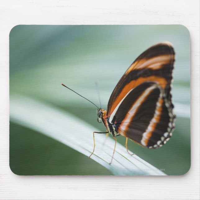 Zebra Long Wing Butterfly Mousepad (Vorne)