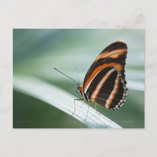 Zebra Long Wing Butterfly Postkarte (Vorderseite)