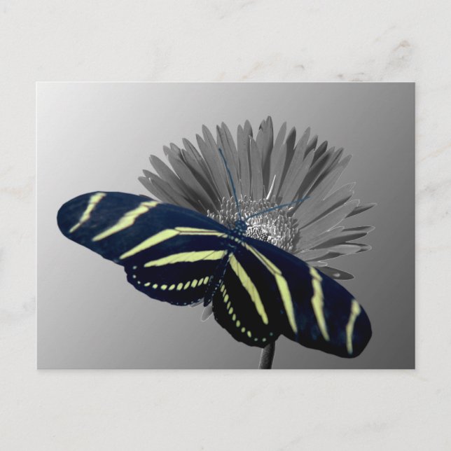 Zebra Longtail auf einem Daisy Postkarte (Vorderseite)