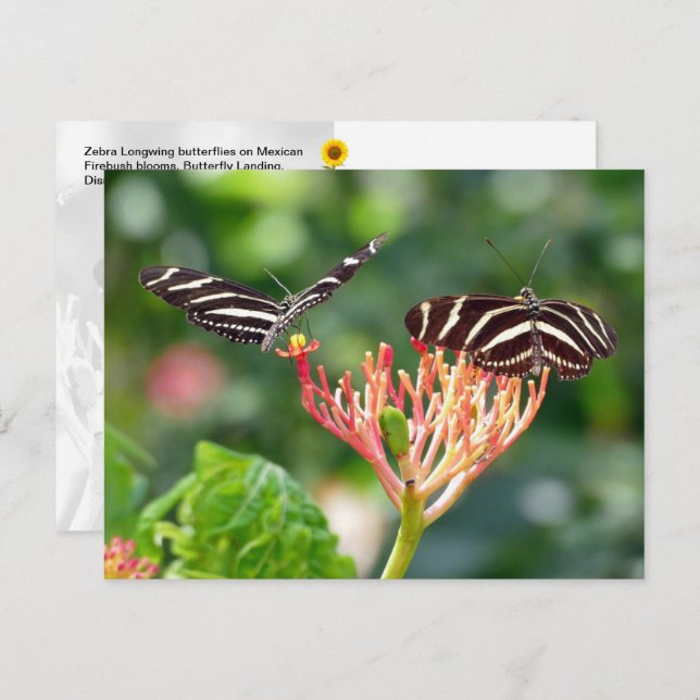 Zebra Longwing Butterflies, FL - Postkarte (Vorne/Hinten)