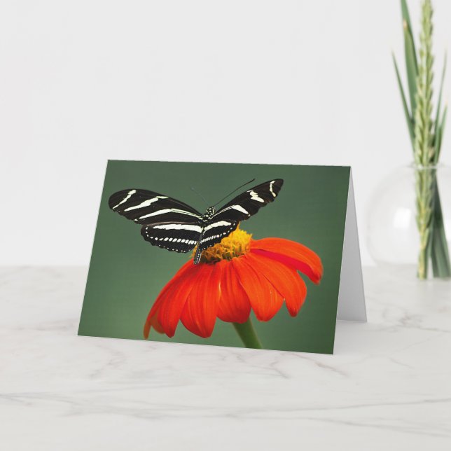 Zebra Longwing Butterfly Blank Grußkarte Dankeskarte (Vorderseite)