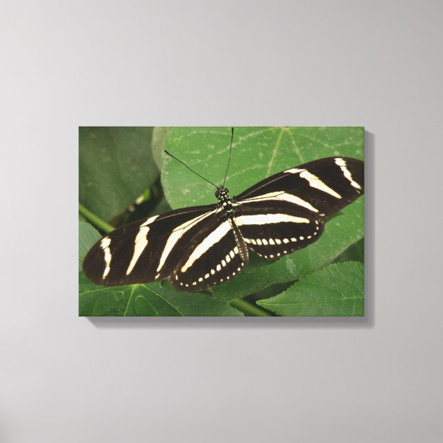 Zebra Longwing Butterfly Canvas Print Leinwanddruck (Vorderseite)