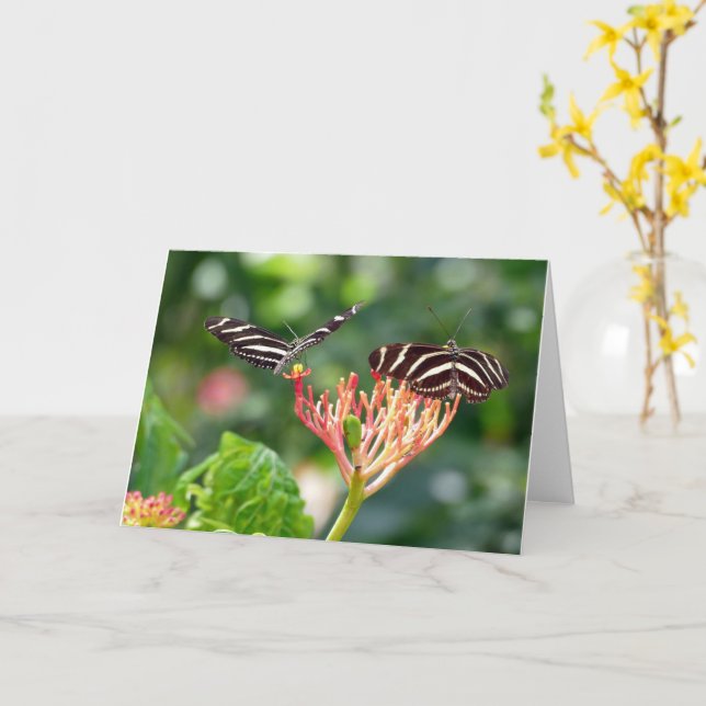 Zebra Longwing Butterfly, FL - Karte (Gelbe Blume)