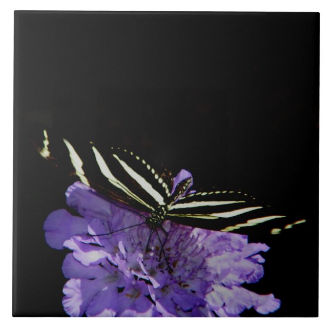 Zebra Longwing Butterfly Fliese (Vorderseite)
