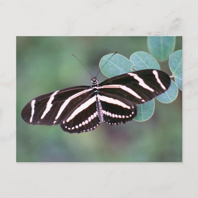 Zebra Longwing Butterfly Foto Postcard Postkarte (Vorderseite)