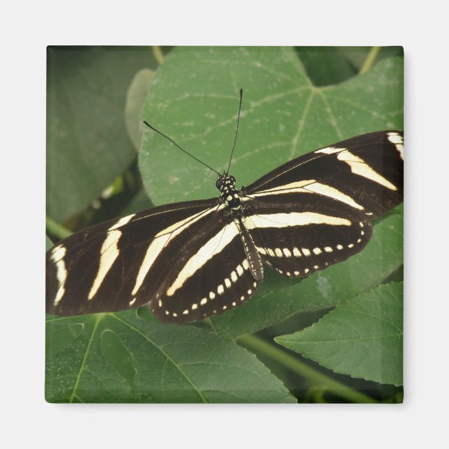 Zebra Longwing Butterfly Magnet (Vorne)