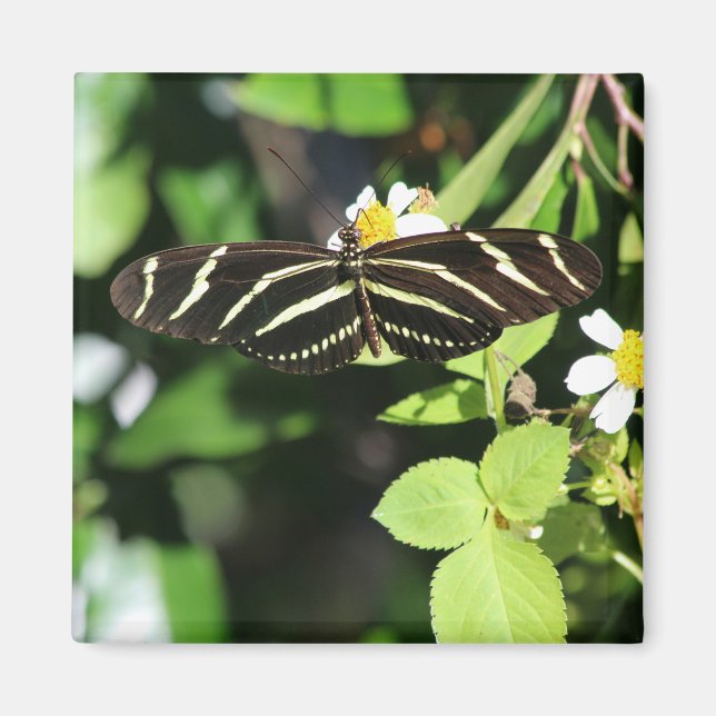 Zebra Longwing Butterfly Magnet (Vorne)