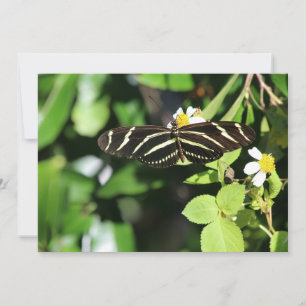 Zebra Longwing Butterfly Mitteilungskarte