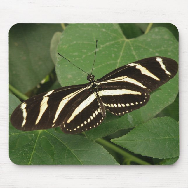 Zebra Longwing Butterfly Mousepad (Vorne)