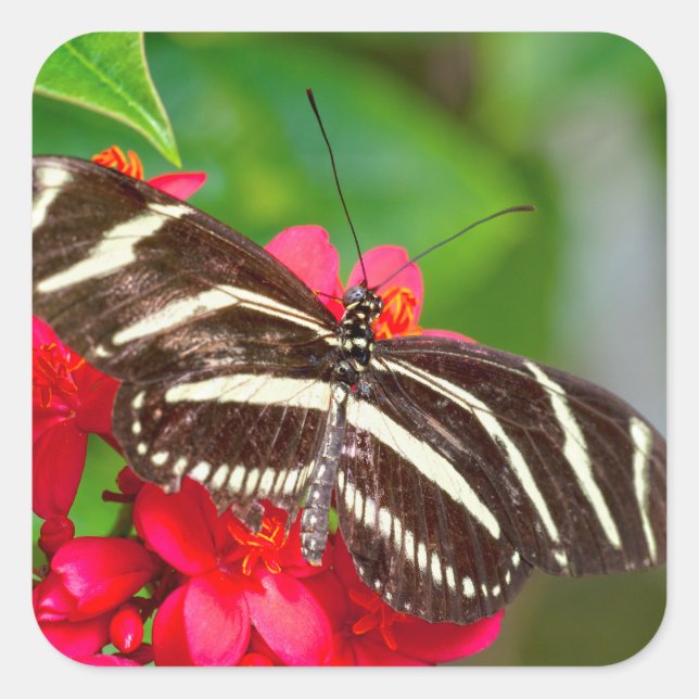 Zebra Longwing Butterfly Nature Foto Quadratischer Aufkleber (Vorderseite)