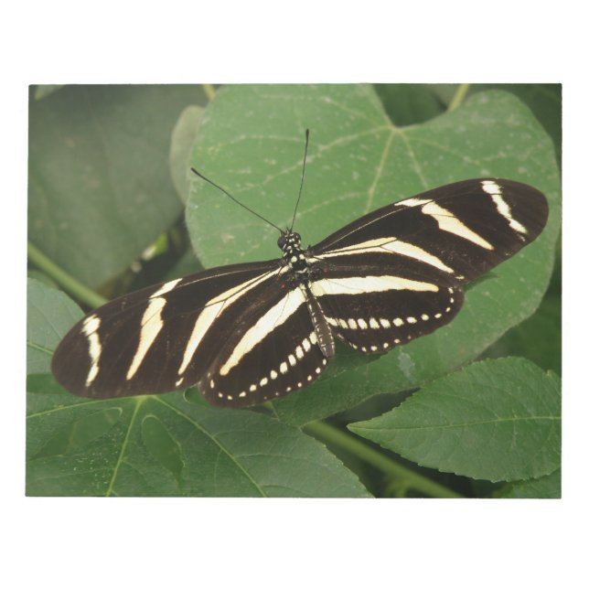 Zebra Longwing Butterfly Notepad Notizblock (Vorderseite)
