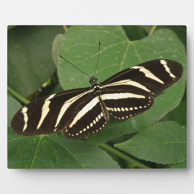 Zebra Longwing Butterfly Plaque Fotoplatte (Vorderseite)