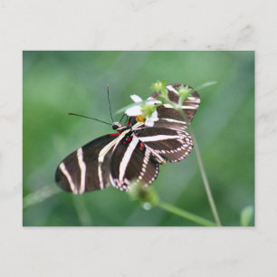 Zebra Longwing Butterfly Postcard Postkarte