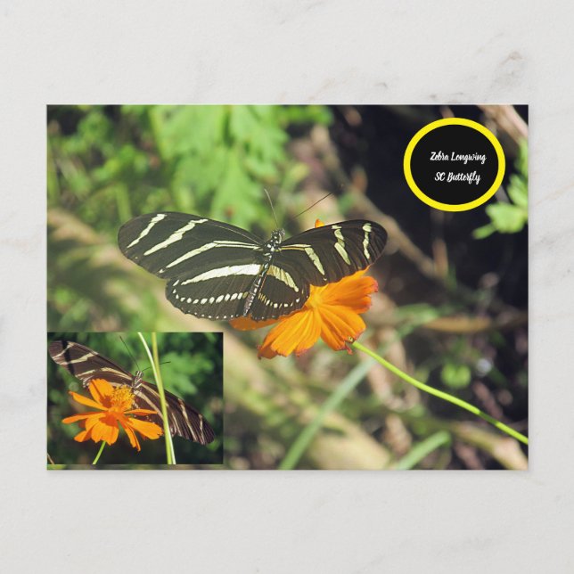 Zebra longwing Butterfly Postcard Postkarte (Vorderseite)