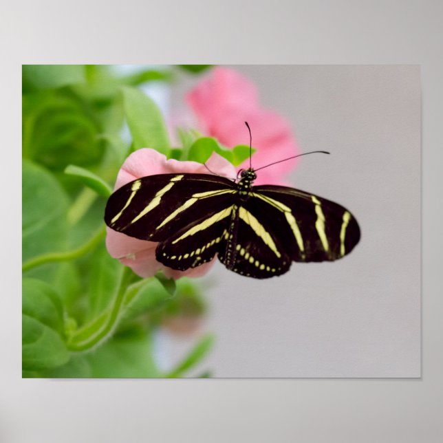 Zebra Longwing Butterfly Poster (Vorne)