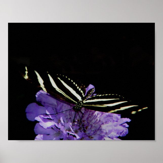 Zebra Longwing Butterfly Poster (Vorne)