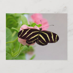 Zebra Longwing Butterfly Postkarte