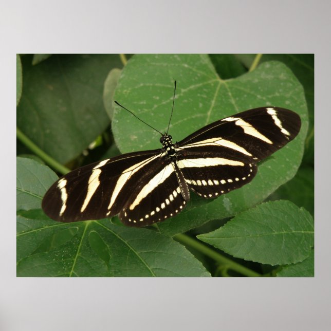 Zebra Longwing Butterfly Print Poster (Vorne)