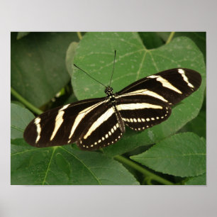 Zebra Longwing Butterfly Print Poster