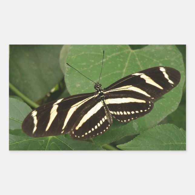 Zebra Longwing Butterfly Stickers (Vorderseite)