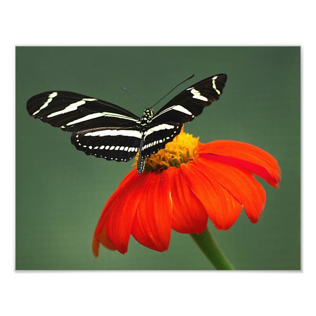 Zebra Longwing Foto Print (Vorne)
