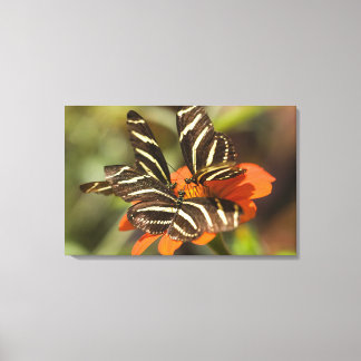 Zebra Longwing (Heliconius charitonia) auf Blume Leinwanddruck