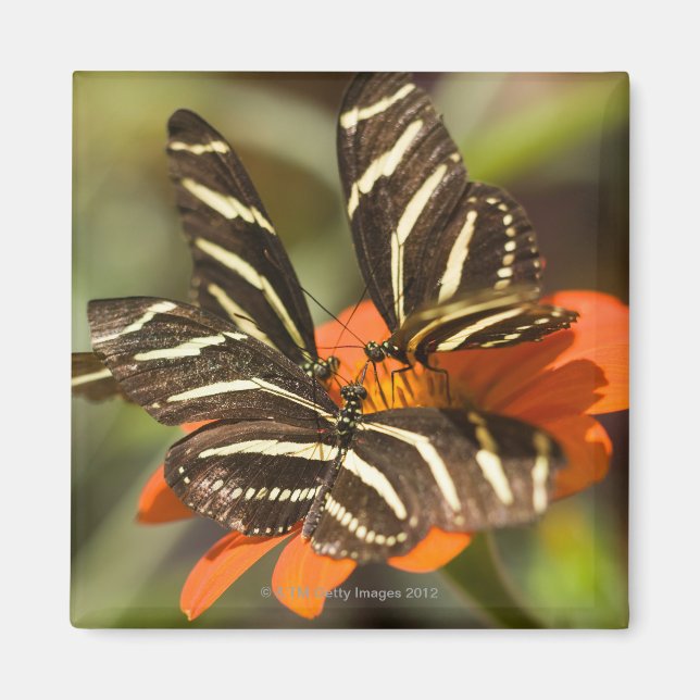 Zebra Longwing (Heliconius charitonia) auf Blume Magnet (Vorne)
