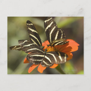 Zebra Longwing (Heliconius charitonia) auf Blume Postkarte