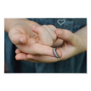 Zebra Longwing Raupe Fotodruck