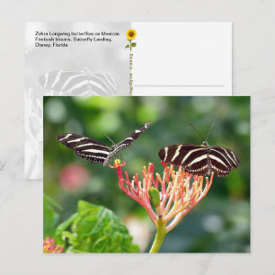 Zebra Longwing Schmetterlinge, FL – Postkarte