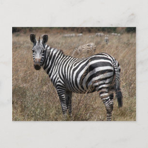 Zebra-Look Postkarte