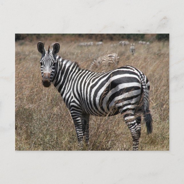 Zebra-Look Postkarte (Vorderseite)