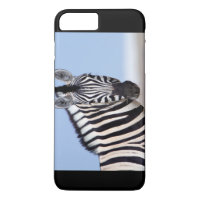 Zebra looking at you