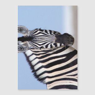 Zebra looking at you magnetkarte