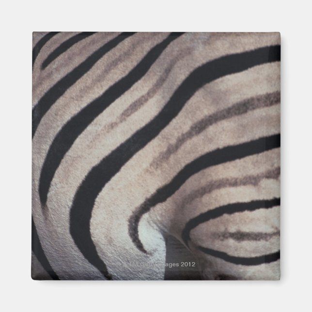 Zebra Magnet (Vorne)