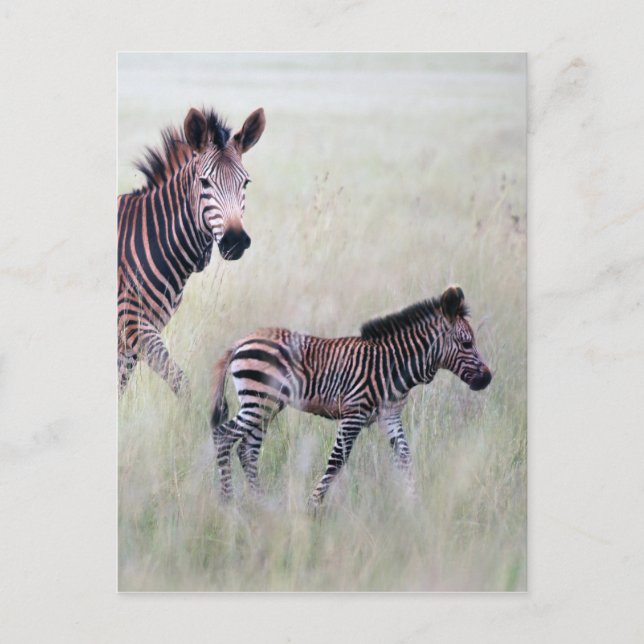 Zebra Mama und Baby Postkarte (Vorderseite)