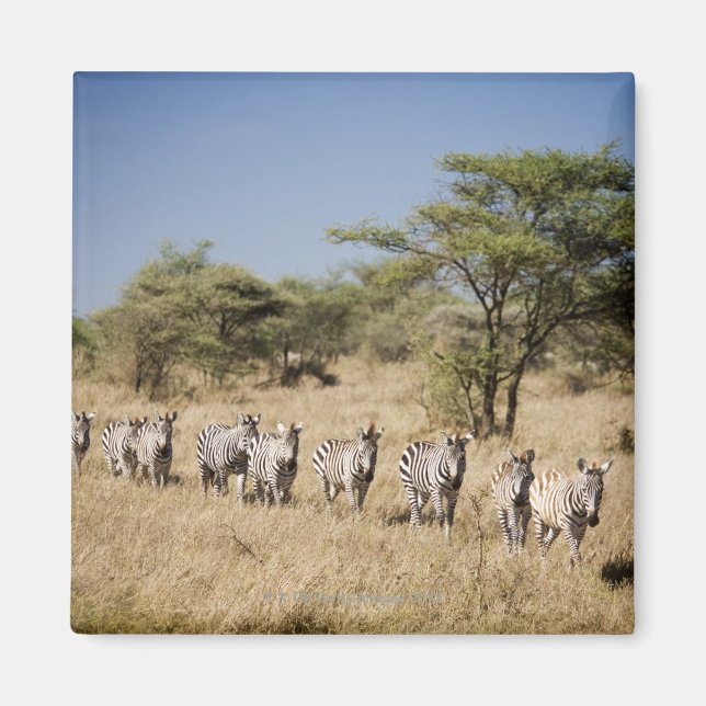 Zebra-Migrationshintergrund, Tansania Magnet (Vorne)
