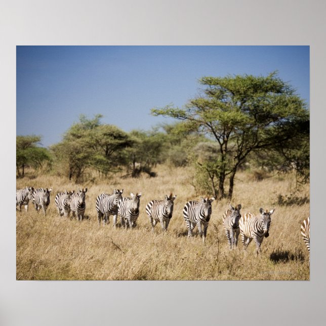 Zebra-Migrationshintergrund, Tansania Poster (Vorne)