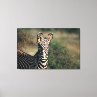 Zebra mit Zähnen (Equus burchelli) Leinwanddruck