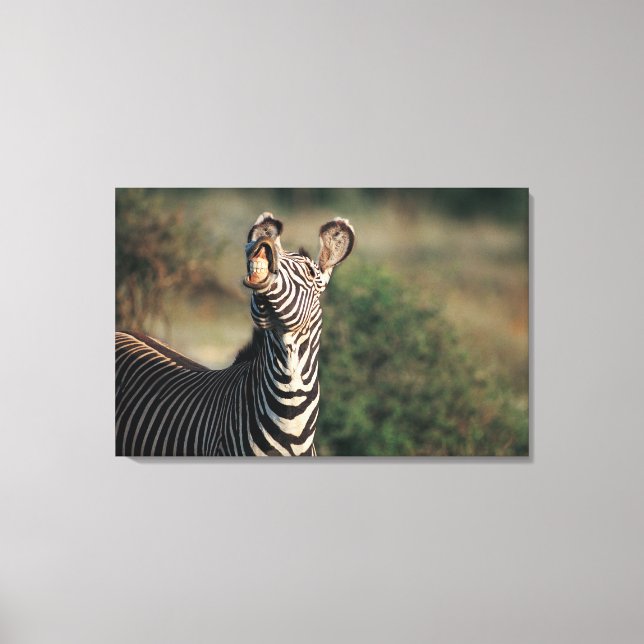 Zebra mit Zähnen (Equus burchelli) Leinwanddruck (Vorderseite)