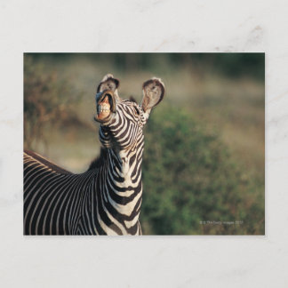 Zebra mit Zähnen (Equus burchelli) Postkarte