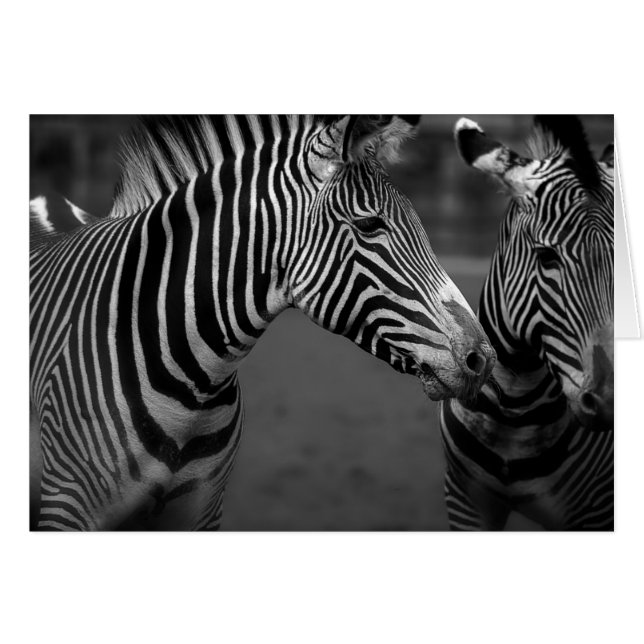 Zebra-Monochrome (Vorderseite (Horizontal))