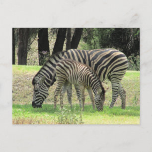 Zebra mum und jung postkarte