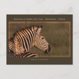 Zebra Mutter & Baby Safari Grußkarten Postkarte