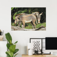 Zebra Mutter & Fohlen 36 x 24 Foto Poster