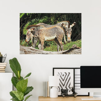 Zebra Mutter & Fohlen 36 x 24 Foto Poster
