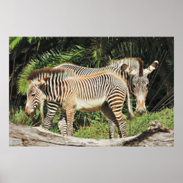 Zebra Mutter & Fohlen 36 x 24 Foto Poster